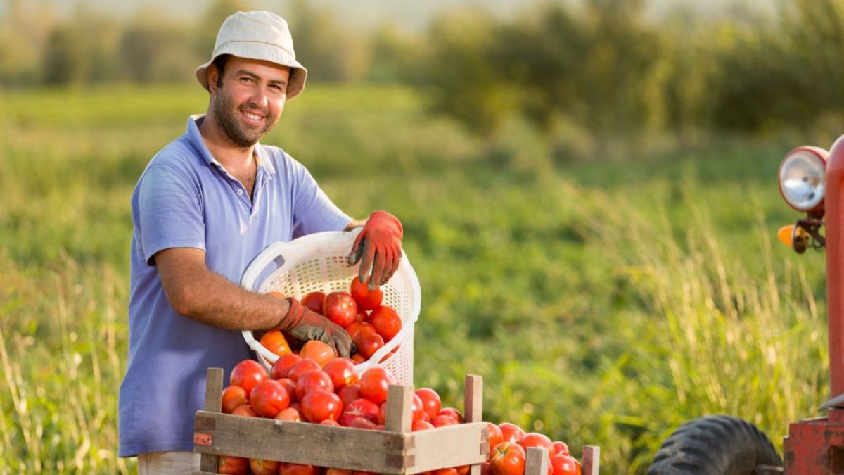 Indennità di malattia per lavoratori agricoli. In foto un contadino con una cassa di pomodori.
